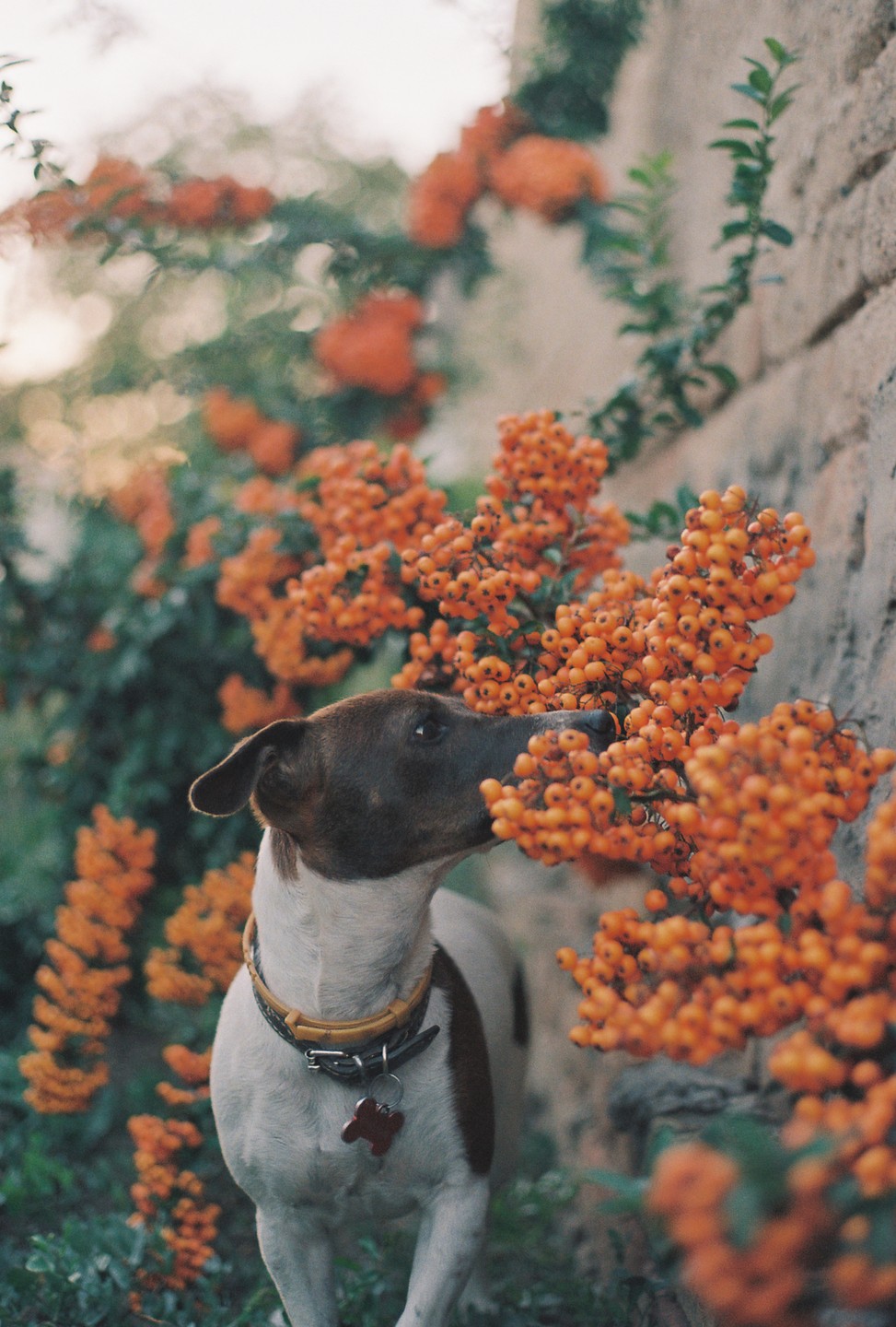 A dog with a brown head and white body sniffs a bush with orange berries next to a stone wall.