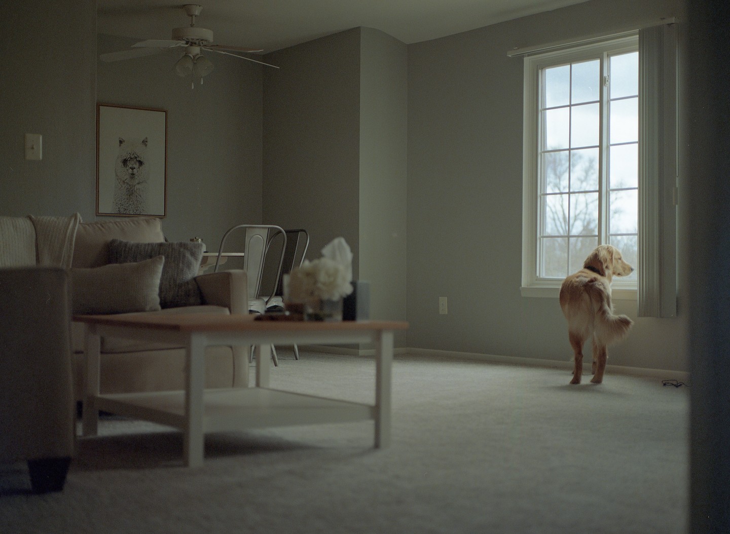 A golden retriever stands on a carpeted floor looking out a window in a living room.