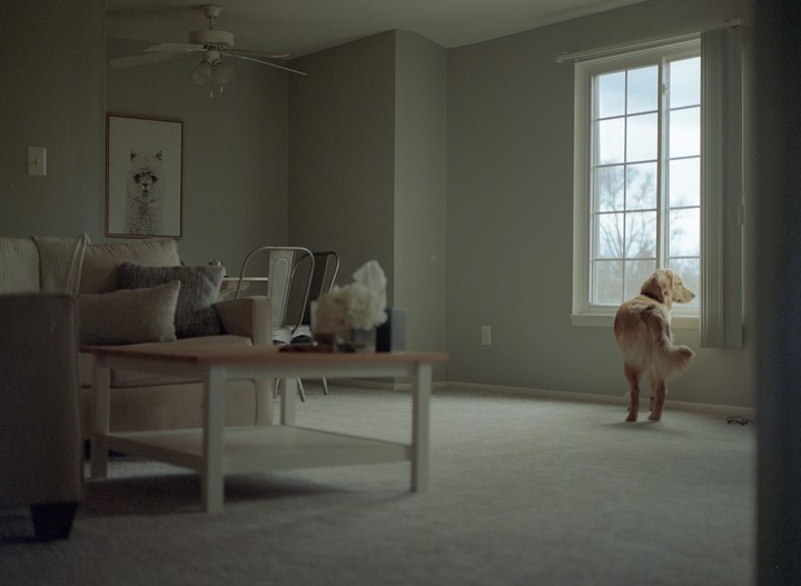 A golden retriever stands on a carpeted floor looking out a window in a living room.