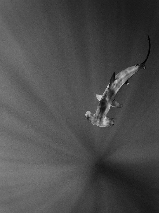A hammerhead shark swims in dark water with sun rays visible in the background.