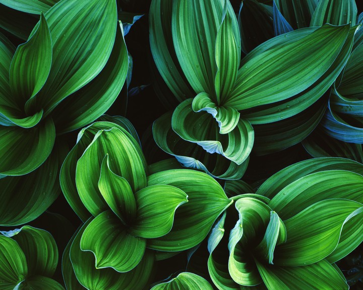 A close-up shot shows a cluster of corn lily leaves.