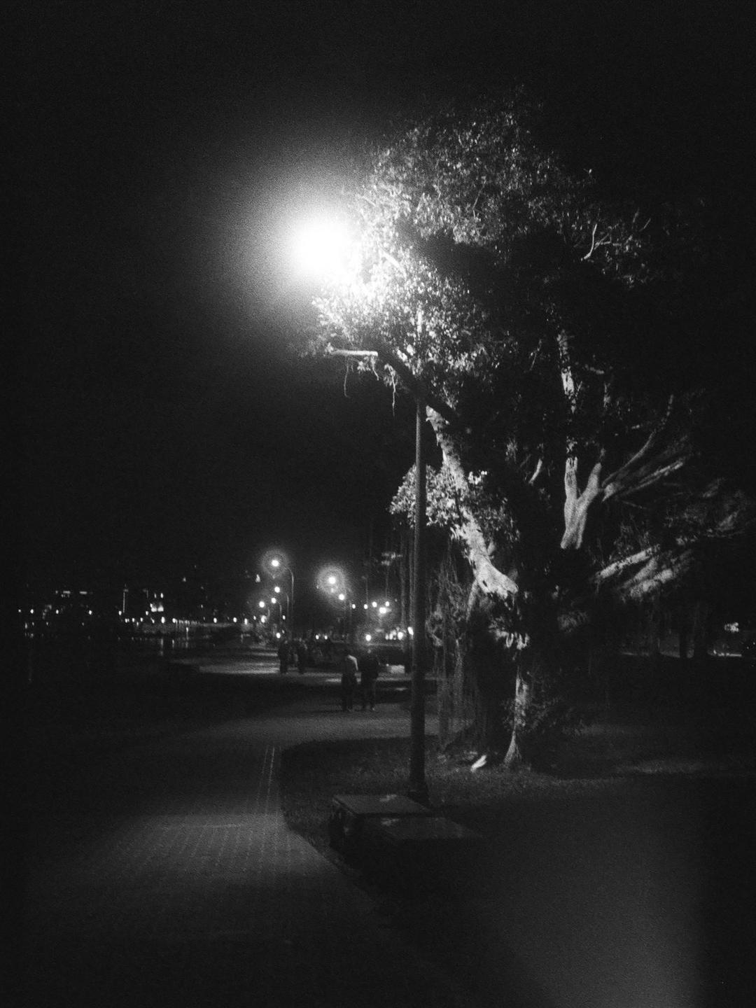 A street light illuminates a tree and a path at night.