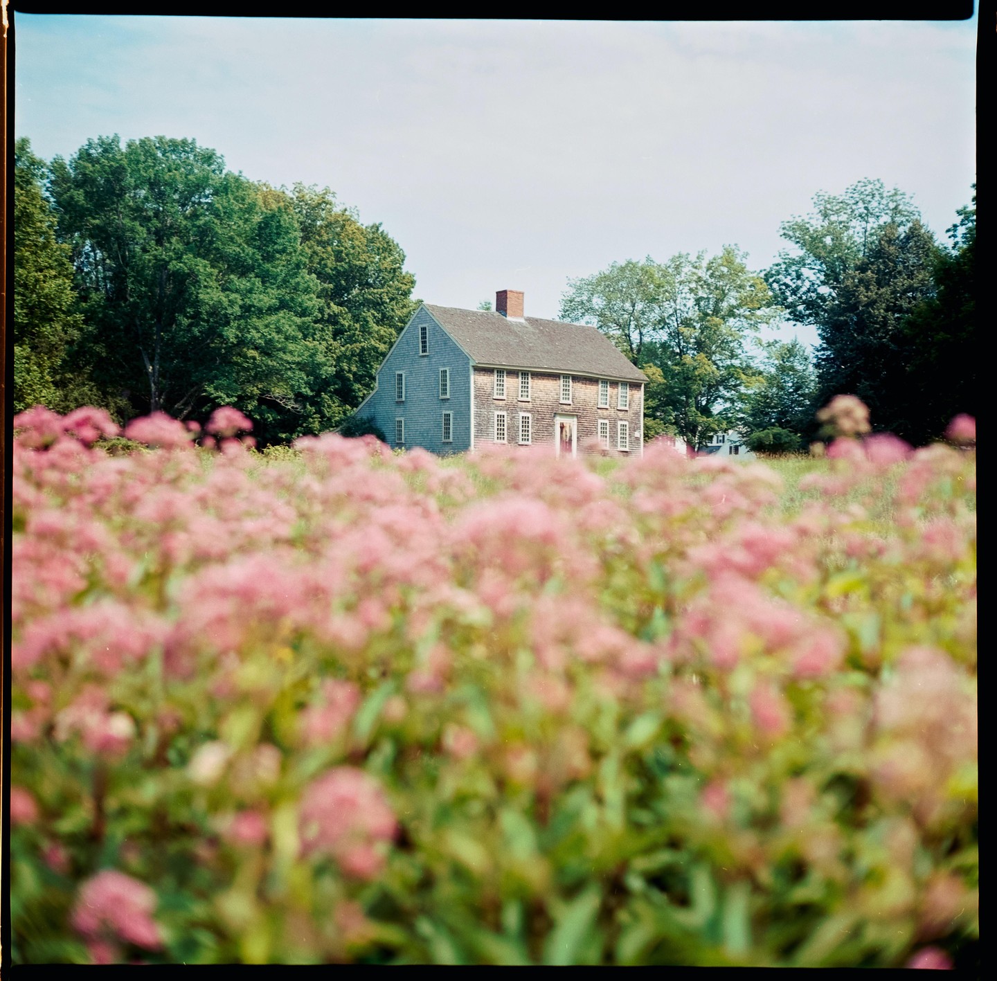 A large house with a red door is visible behind a field of pink flowers.