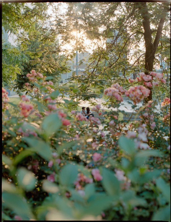 A couple sits on a bench in a park, seen through a foreground of green leaves and pink blossoms.