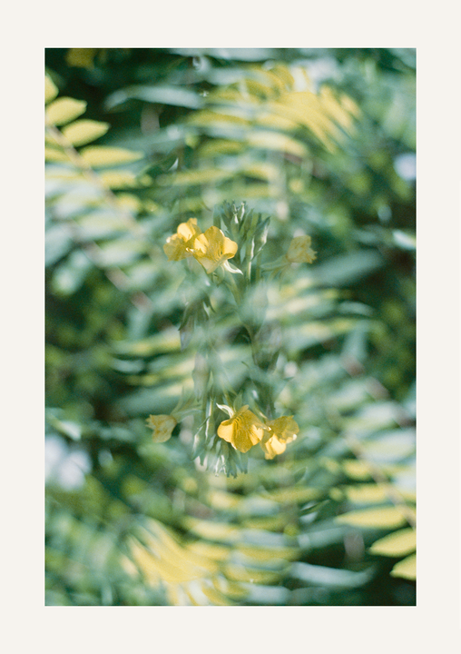 Yellow flowers are visible through a double exposure effect, creating an inverted reflection.