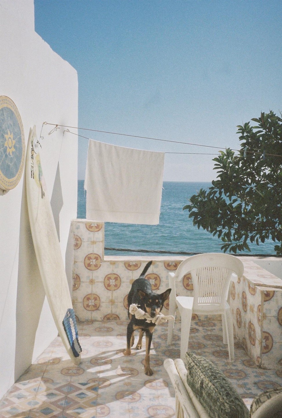 A dog with a toy in its mouth stands on a tiled balcony overlooking the ocean, with a surfboard leaning against a white wall.