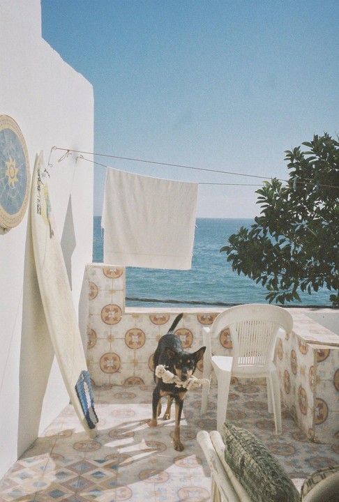 A dog with a toy in its mouth stands on a tiled balcony overlooking the ocean, with a surfboard leaning against a white wall.