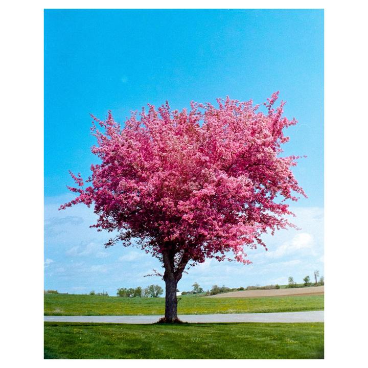 A vibrant pink tree stands in a grassy field under a bright blue sky.