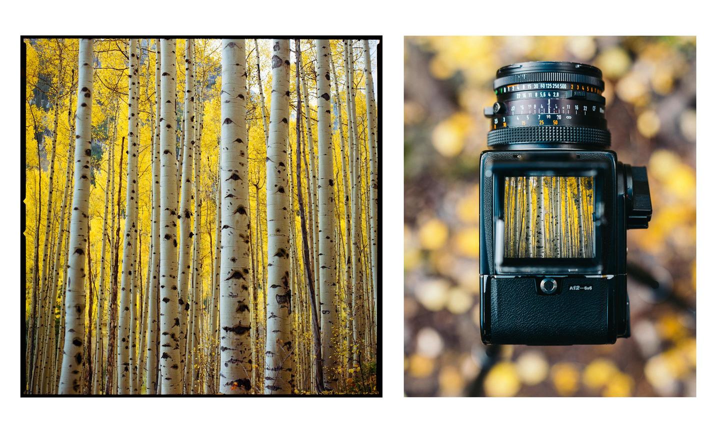 A diptych shows a forest of aspen trees with yellow leaves and a medium format camera with the same forest reflected in its viewfinder.