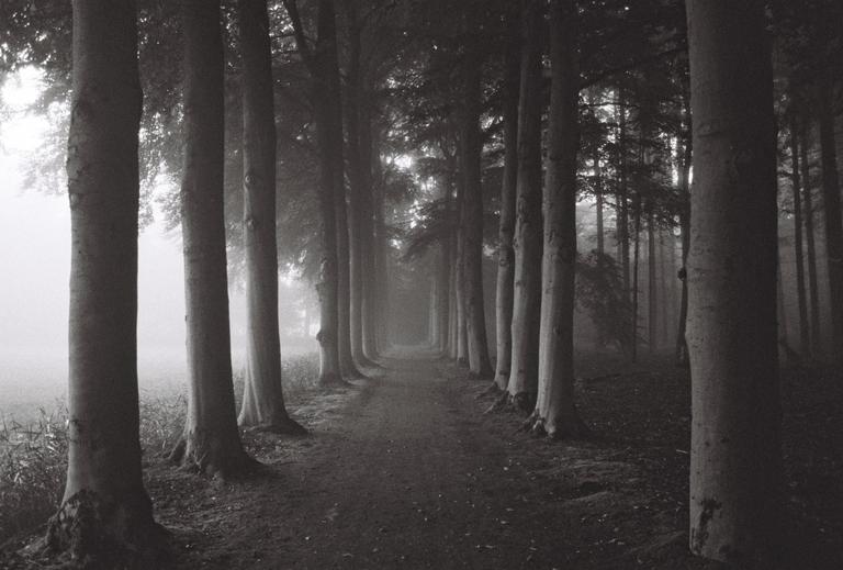 A path leads through a foggy forest with tall trees lining both sides.