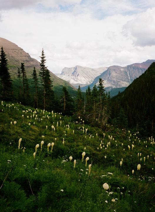 A field of bear grass and pine trees covers a mountain slope with a valley and mountains in the background.