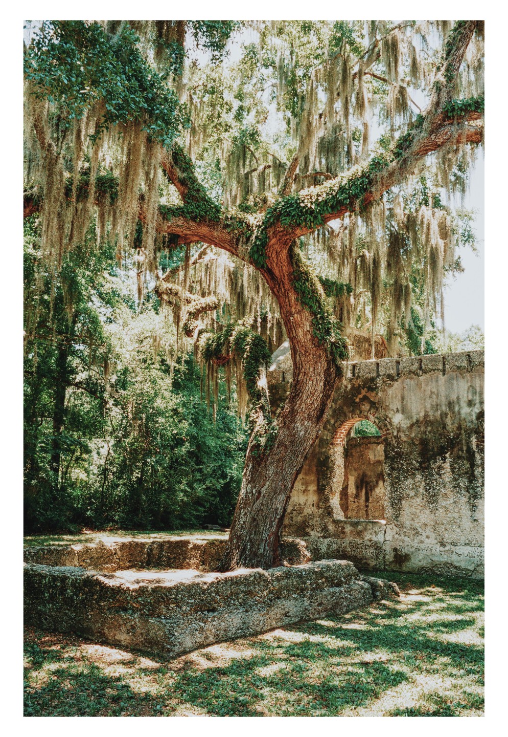 A large tree with Spanish moss and vines grows next to a crumbling stone wall with an arched window.