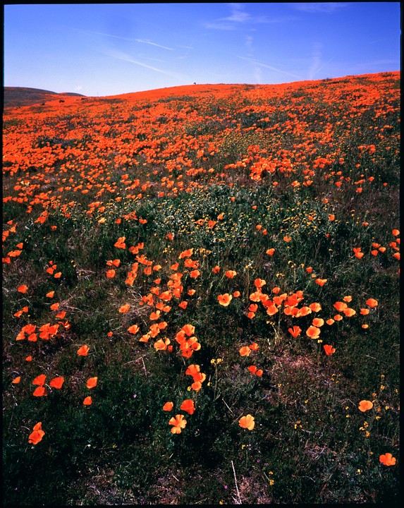 A hillside is covered in a dense field of orange poppies under a clear blue sky.