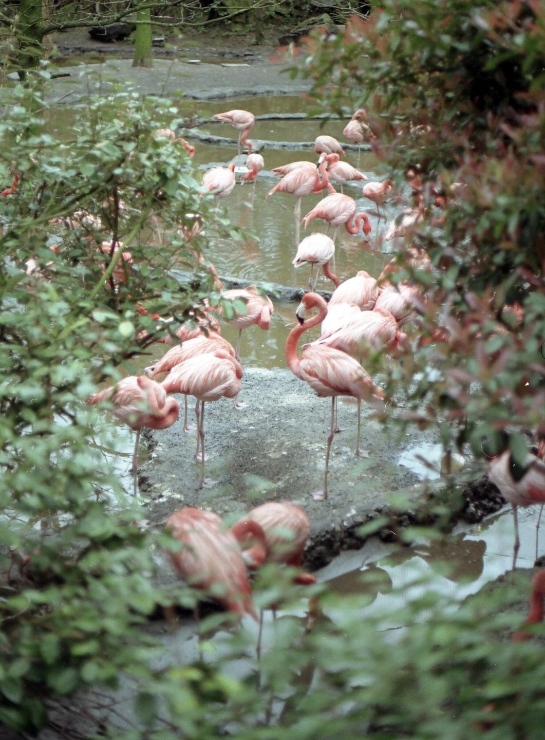 A flock of pink flamingos stands in a shallow pond surrounded by green foliage.
