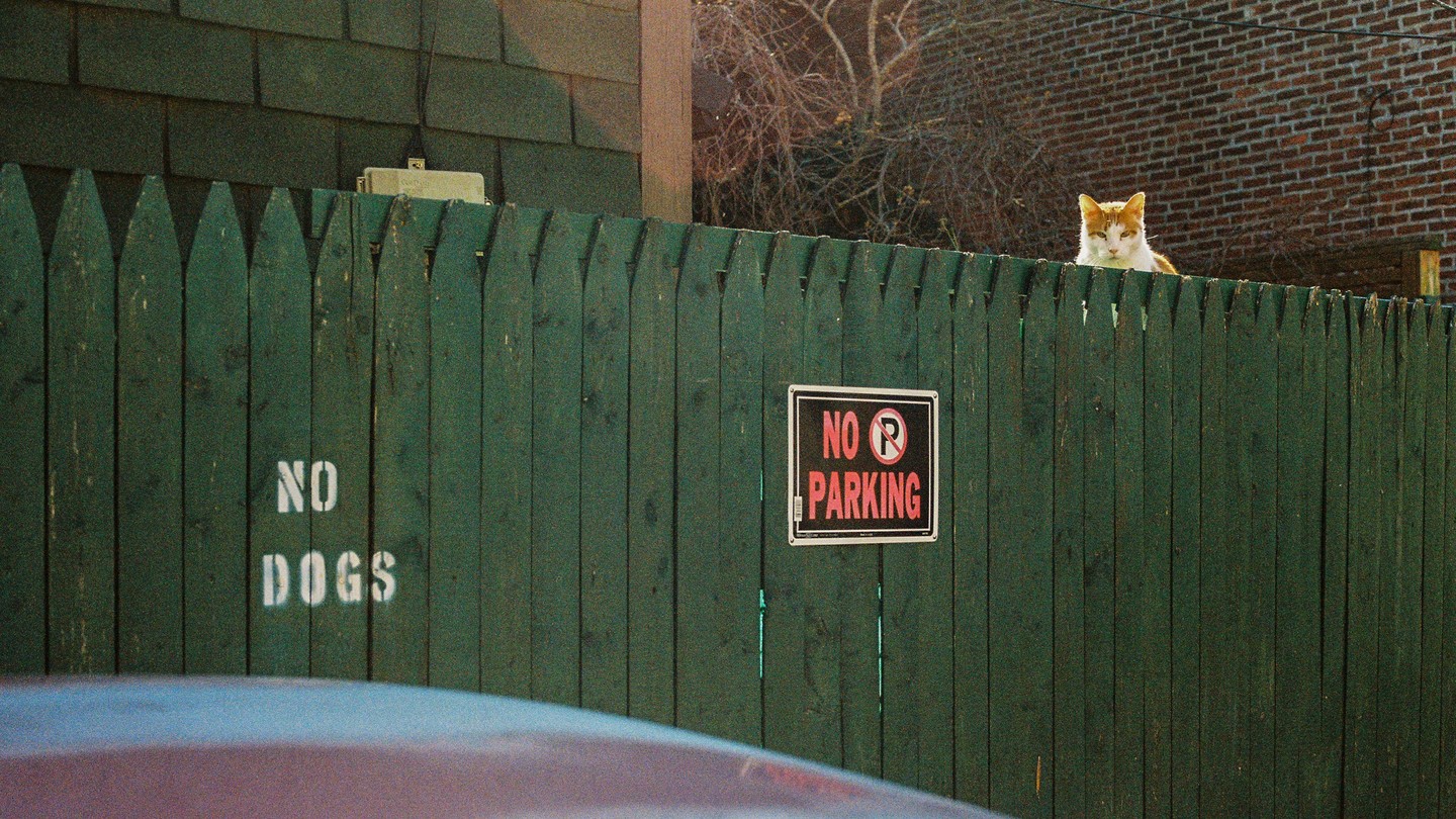 A cat peeks over a green picket fence with "NO DOGS" and "NO PARKING" signs.
