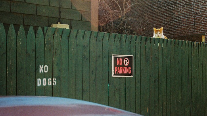 A cat peeks over a green picket fence with "NO DOGS" and "NO PARKING" signs.