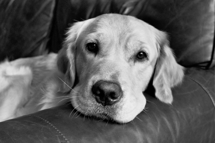 A golden retriever dog rests its head on a leather couch.