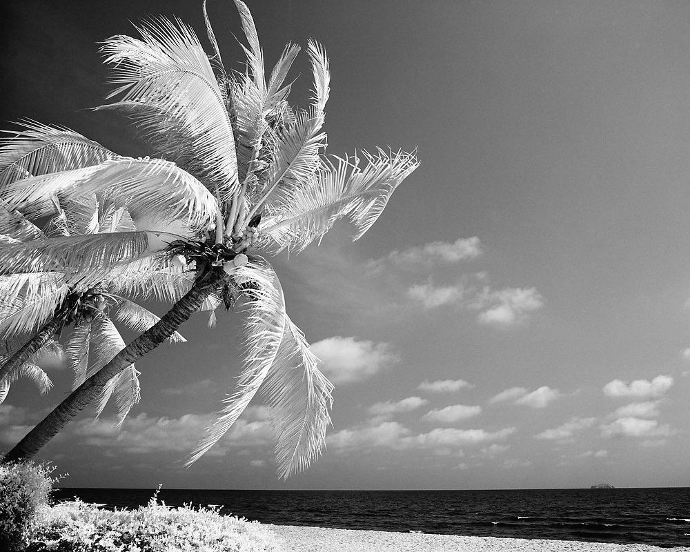 Two palm trees with coconuts grow on a beach next to the ocean under a cloudy sky.