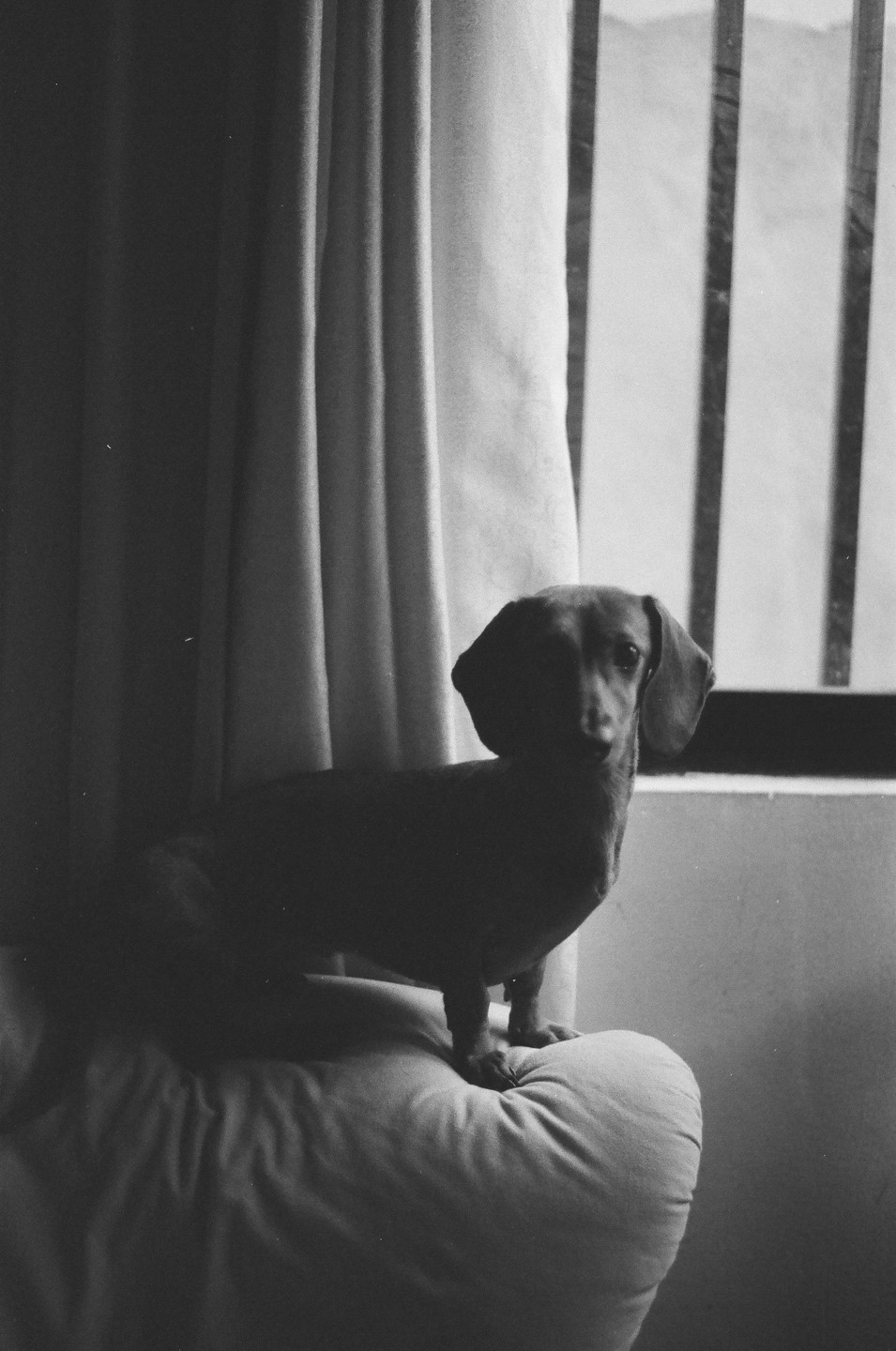 A dachshund stands on a cushion next to a window with vertical bars, partially obscured by a curtain.