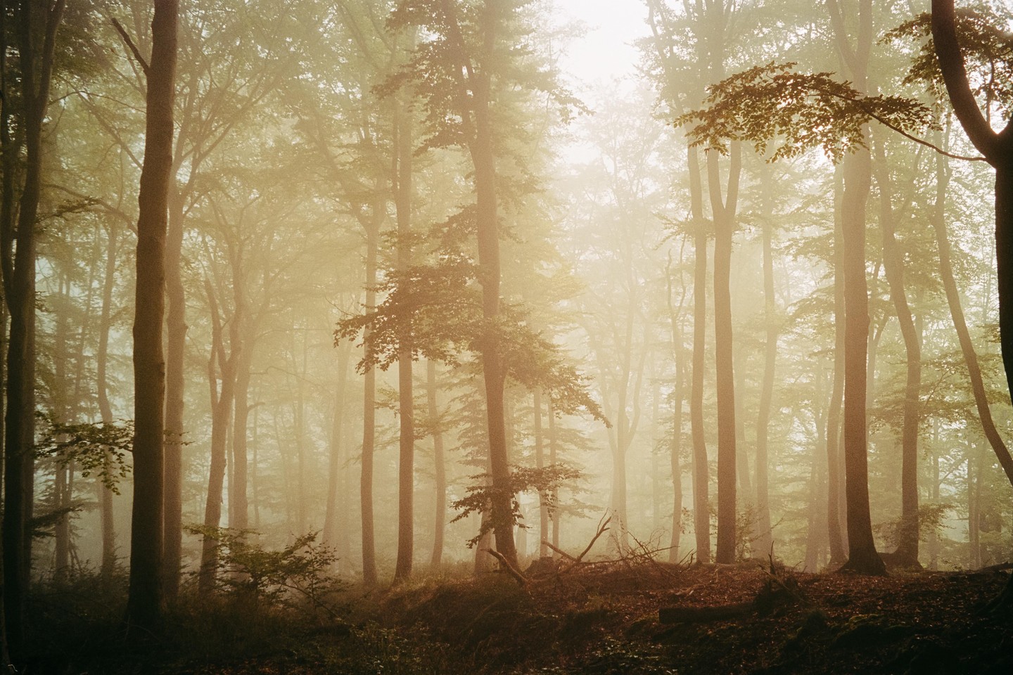 Sunlight filters through a dense, hazy forest with tall trees and fallen branches on the ground.