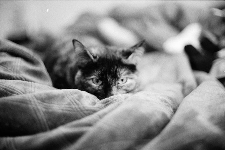 A cat with dark fur on its face and light fur on its body is peeking over a blanket.