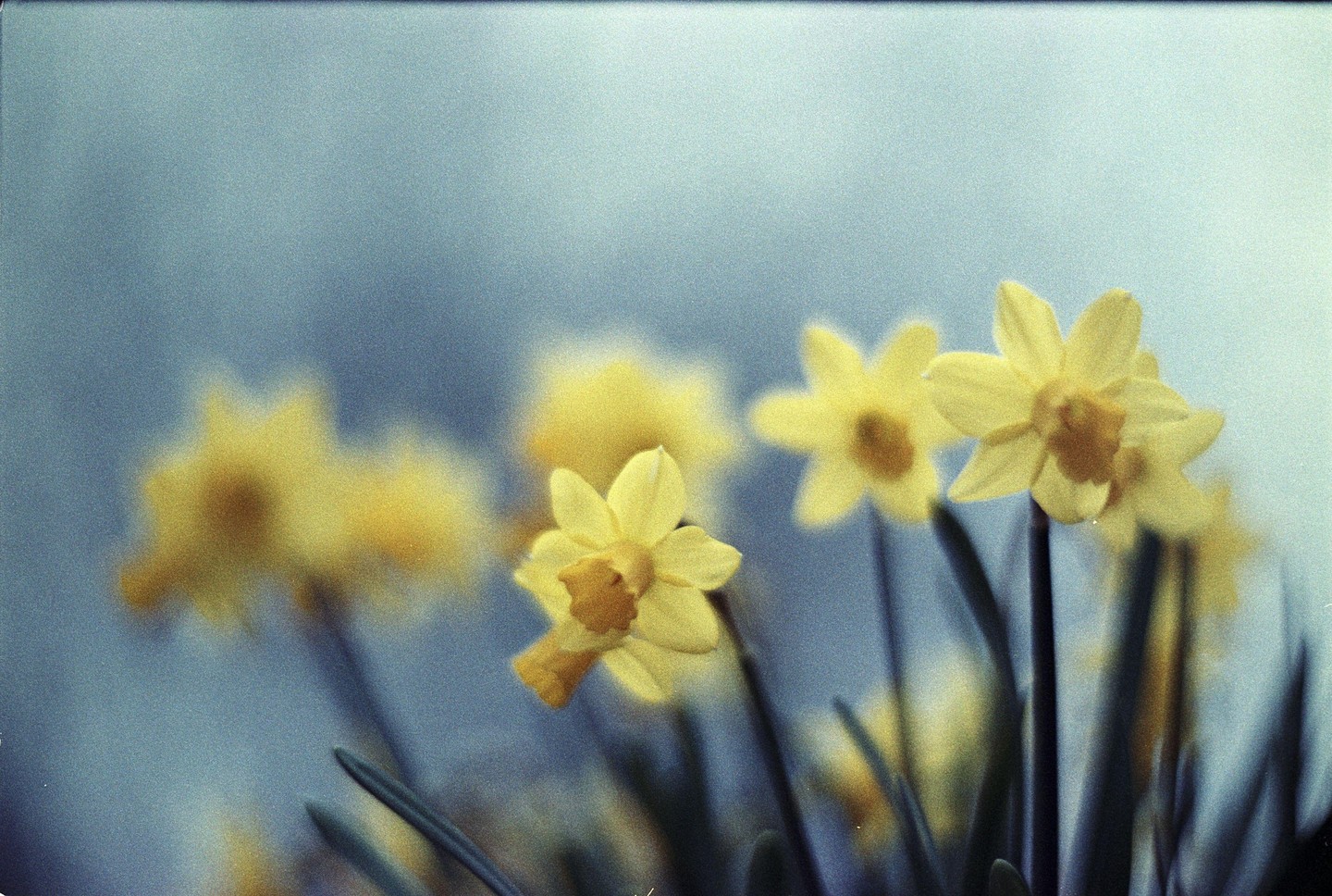 A cluster of yellow flowers with green stems is shown against a soft blue background.