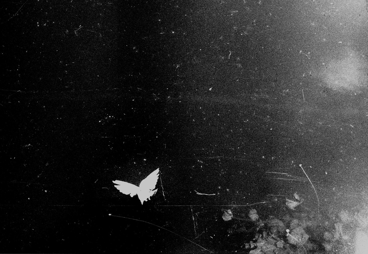 A white butterfly is visible against a dark, textured background.