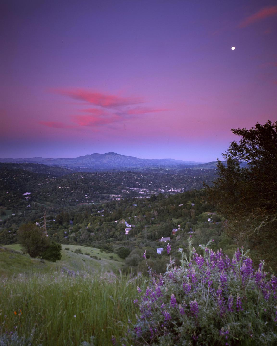 A purple sky with pink clouds and a full moon hangs over a green valley with a distant mountain and purple wildflowers in the foreground.