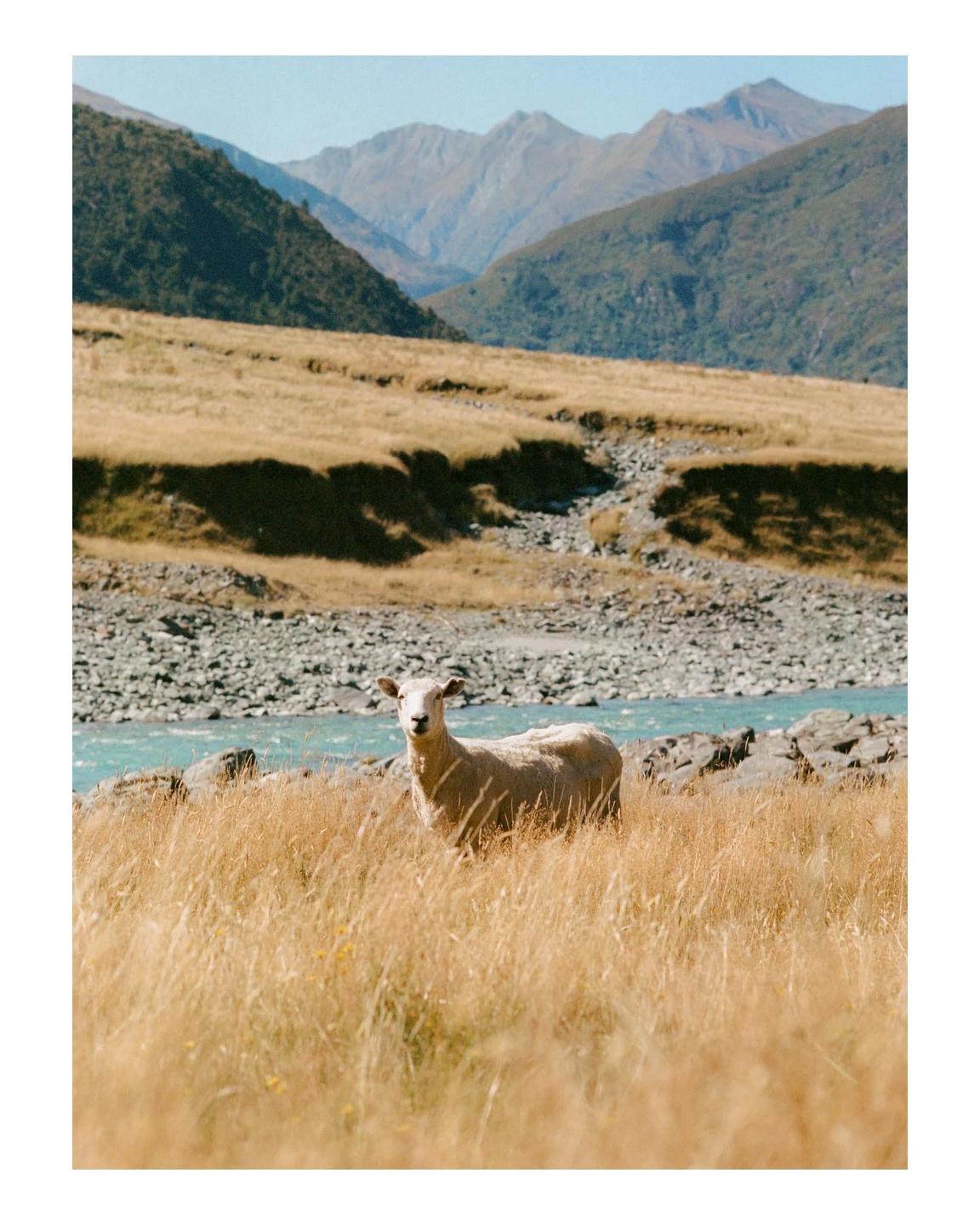 A sheep stands in a field of tall, dry grass with a turquoise river and mountains in the background.