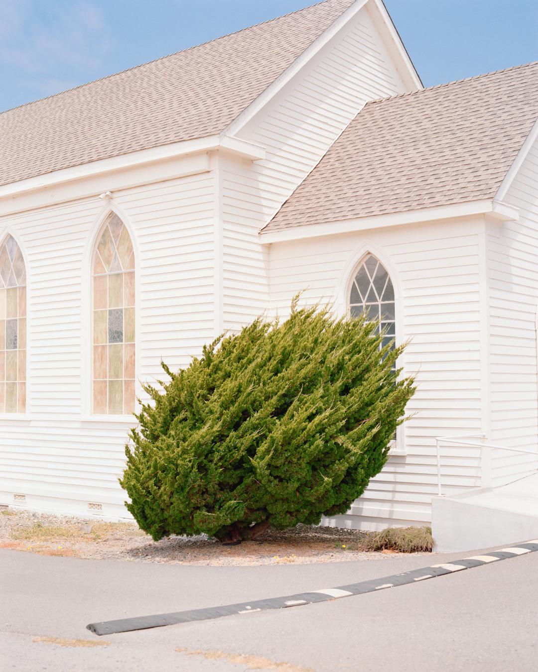 A large green bush stands in front of a white church with arched stained-glass windows.