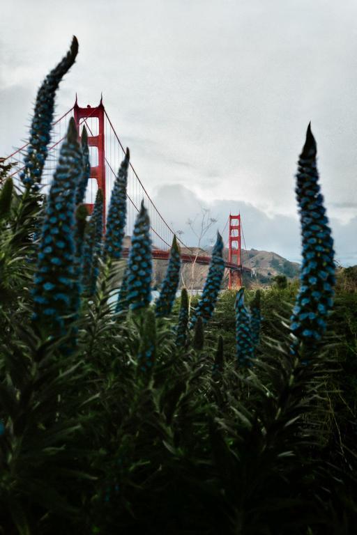 Blue flowers are in the foreground with the Golden Gate Bridge in the background under a cloudy sky.