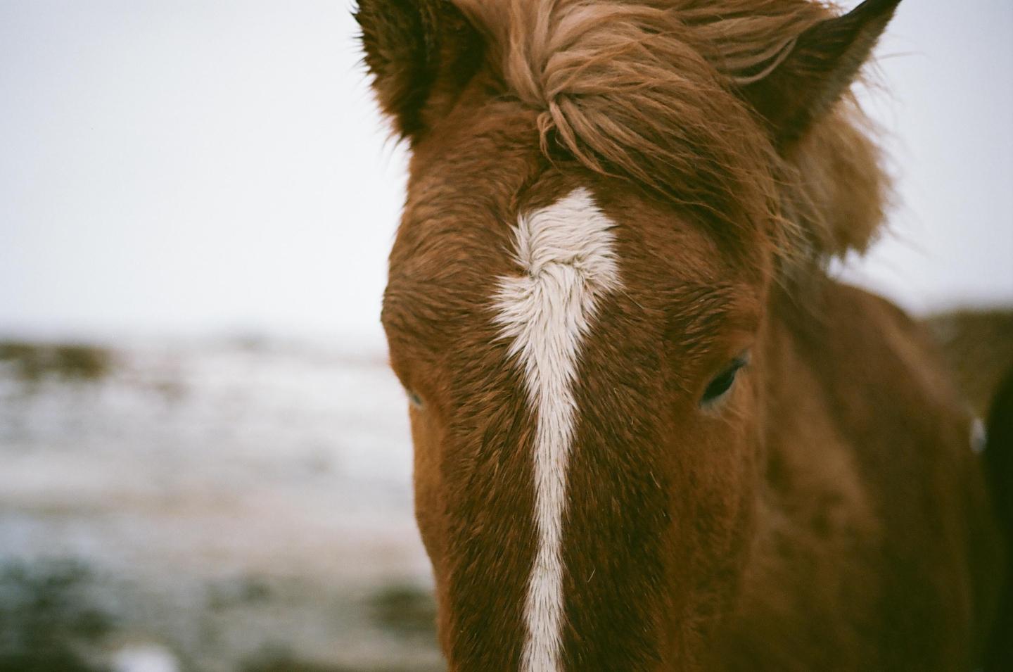 A brown horse with a white blaze on its face stands in a snowy landscape.