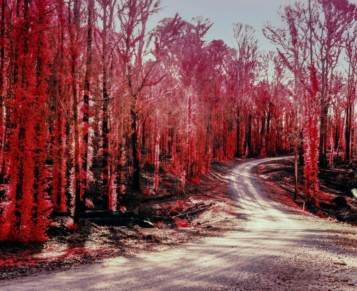 A winding dirt road leads through a forest with bright red foliage.