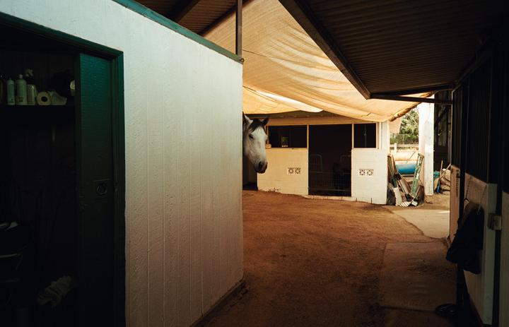 A white horse peeks out from behind a wall in a stable.