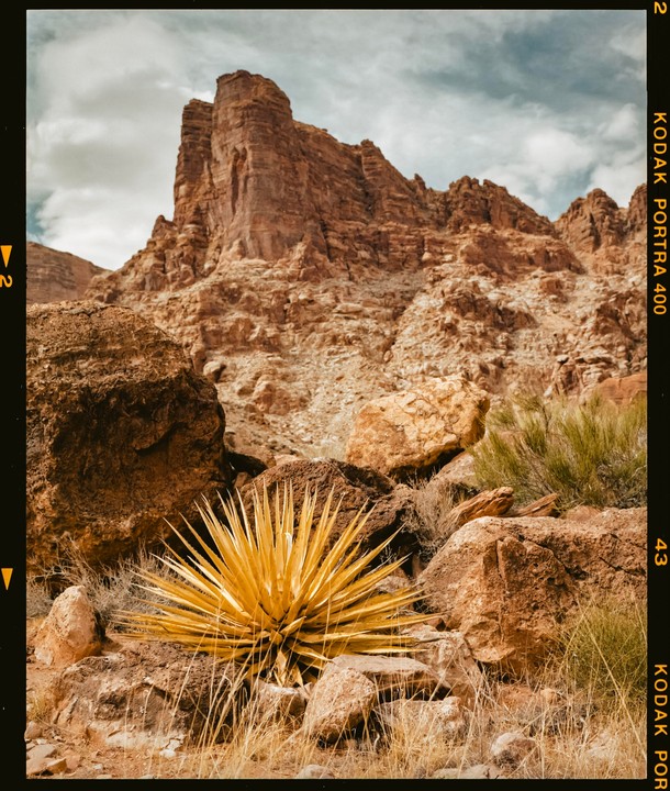A spiky yellow plant grows among rocks with a large mountain in the background under a cloudy sky.