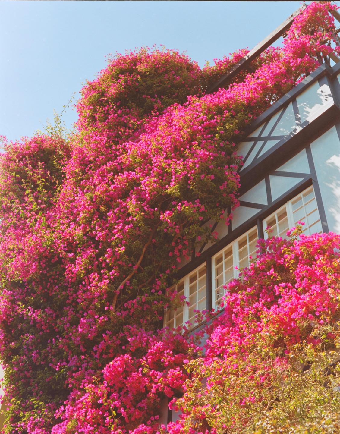 A building with white walls and dark timber framing is almost entirely covered in vibrant pink bougainvillea.