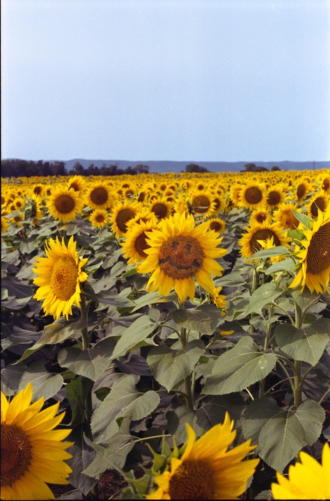 A field of sunflowers stretches into the distance under a clear sky, with one sunflower in the foreground having a smiley face drawn on its center.