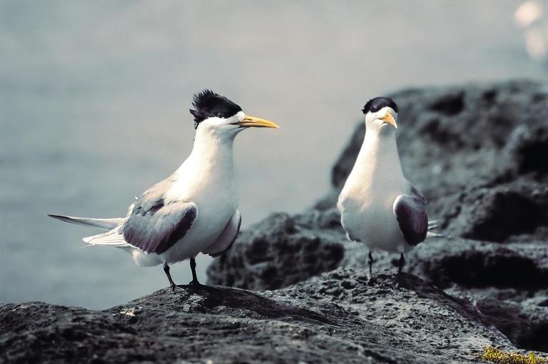 Two crested terns stand on dark rocks with a blurred body of water in the background.