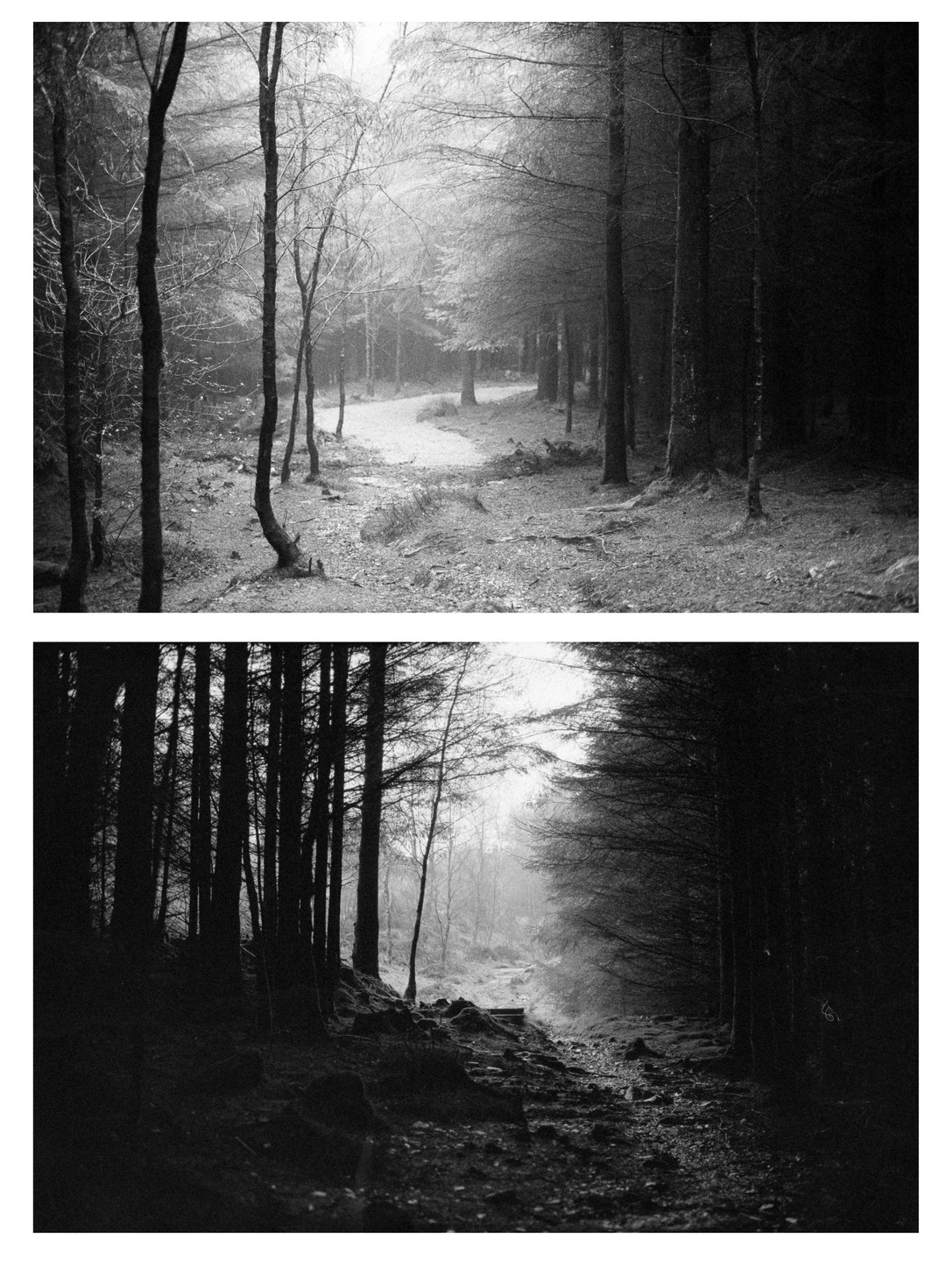 Two black and white images show a path winding through a forest with tall trees.