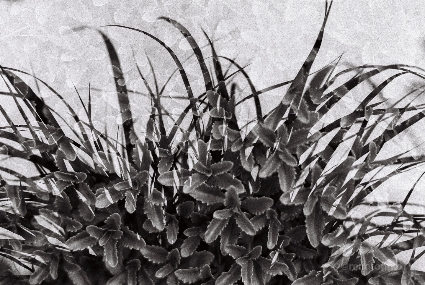 A black and white multiple exposure shows two different plants overlapping.