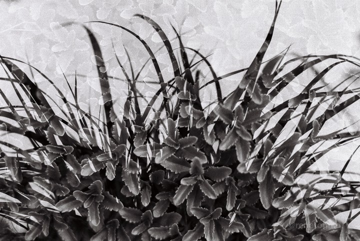 A black and white multiple exposure shows two different plants overlapping.