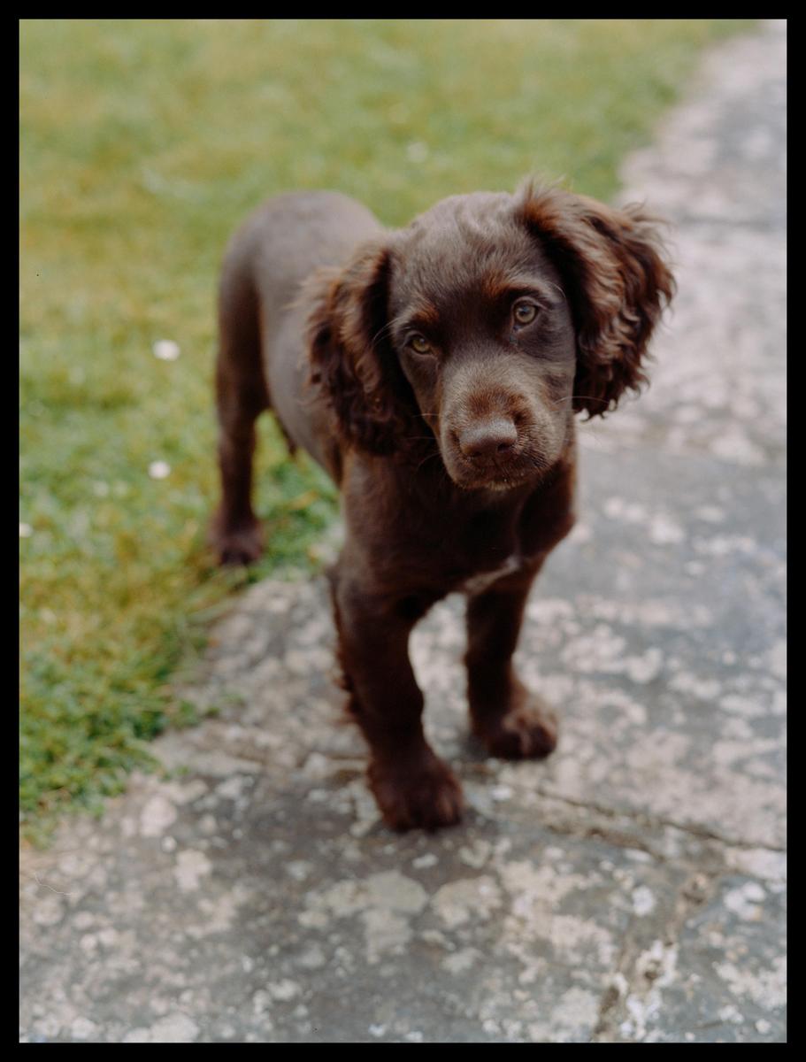 A brown puppy stands on a stone path next to grass.