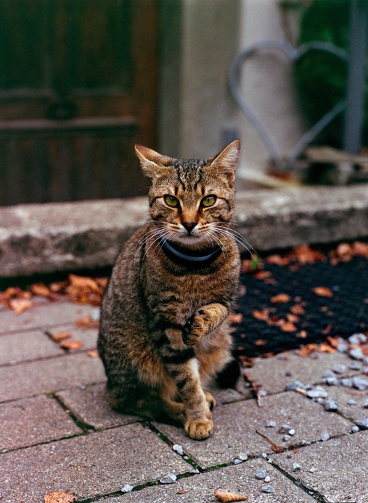 A tabby cat with a collar sits on a paved surface with autumn leaves scattered around.