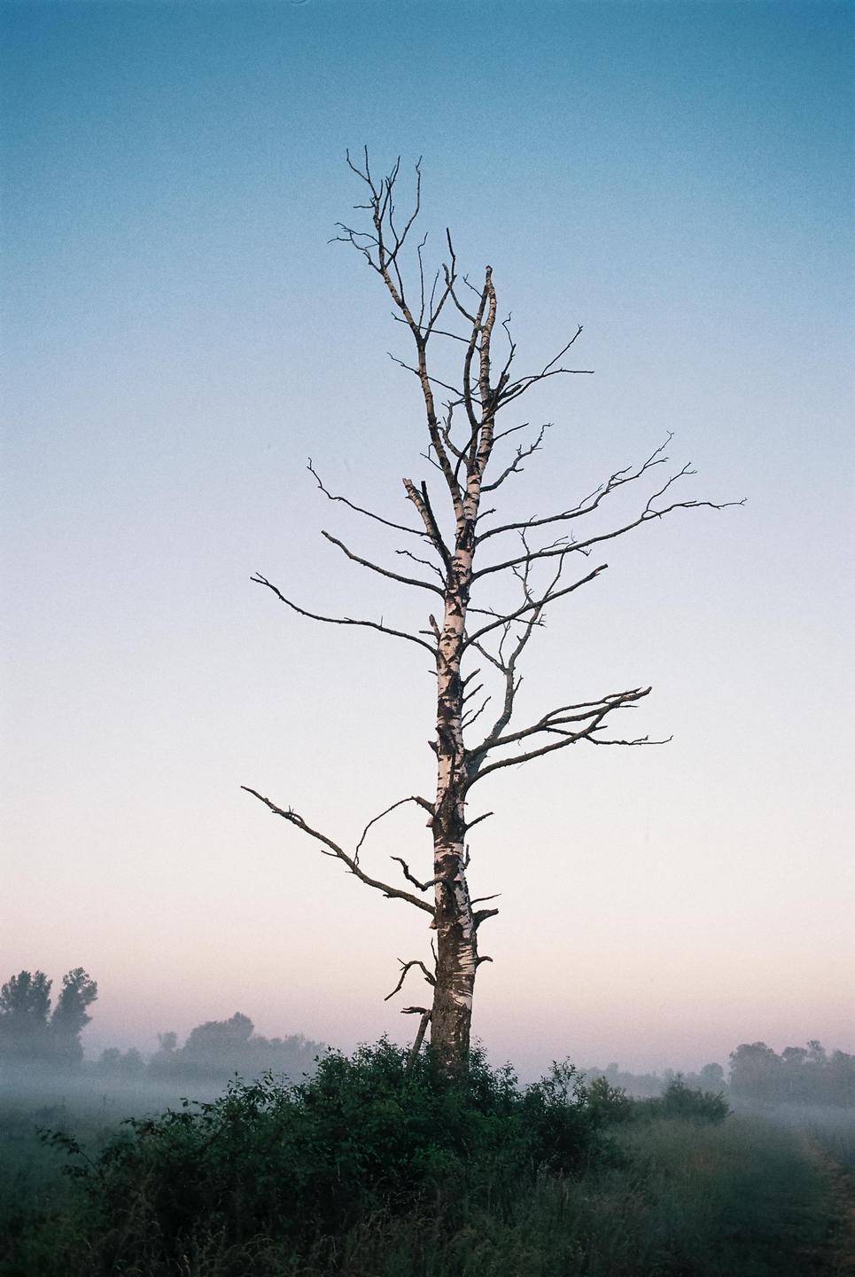 A bare tree stands in a misty field at dawn.