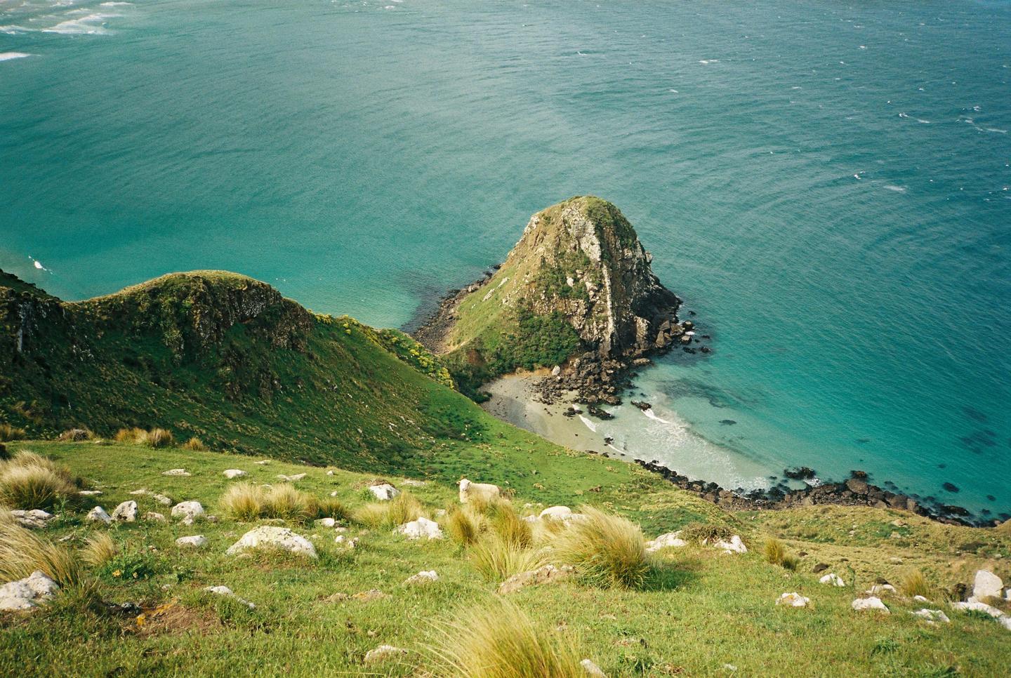 A sheep stands on a grassy hillside overlooking a bay with turquoise water and a rocky outcrop.