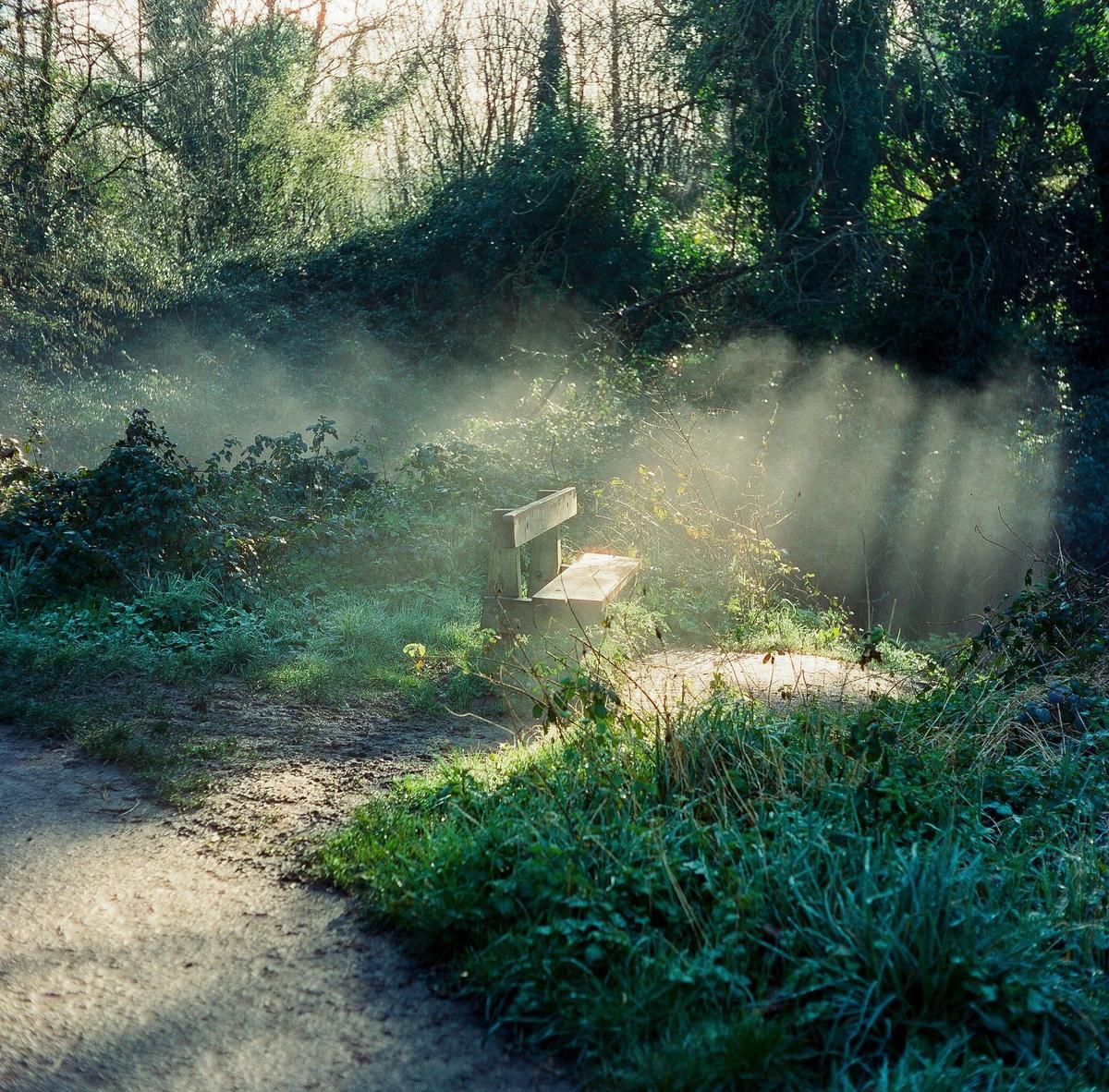A wooden bench sits in a hazy, sunlit forest clearing with a dirt path in the foreground.