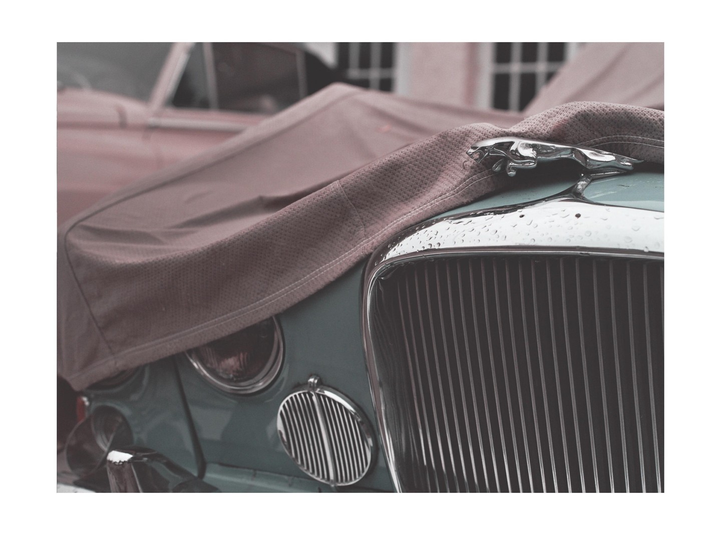 A car covered with a tarp has a jaguar hood ornament and a chrome grille with raindrops.