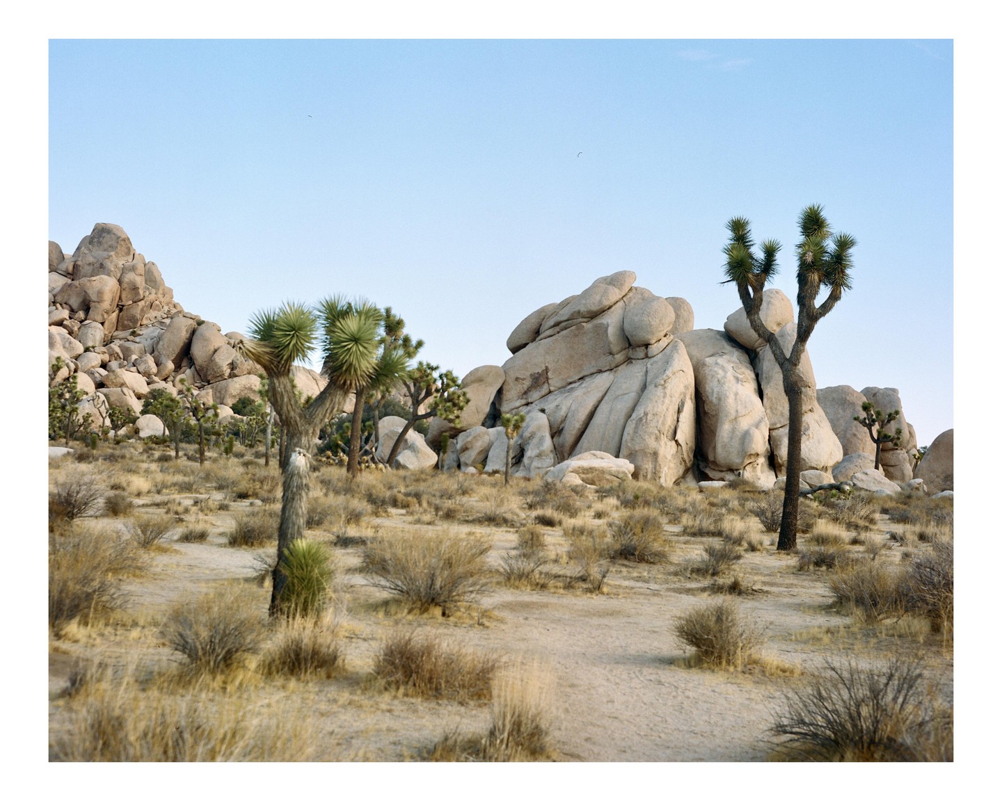 A desert landscape features Joshua trees and large rock formations under a clear sky.
