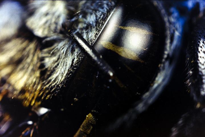 A close-up macro shot shows the head of a blue carpenter bee with its compound eye and antennae.