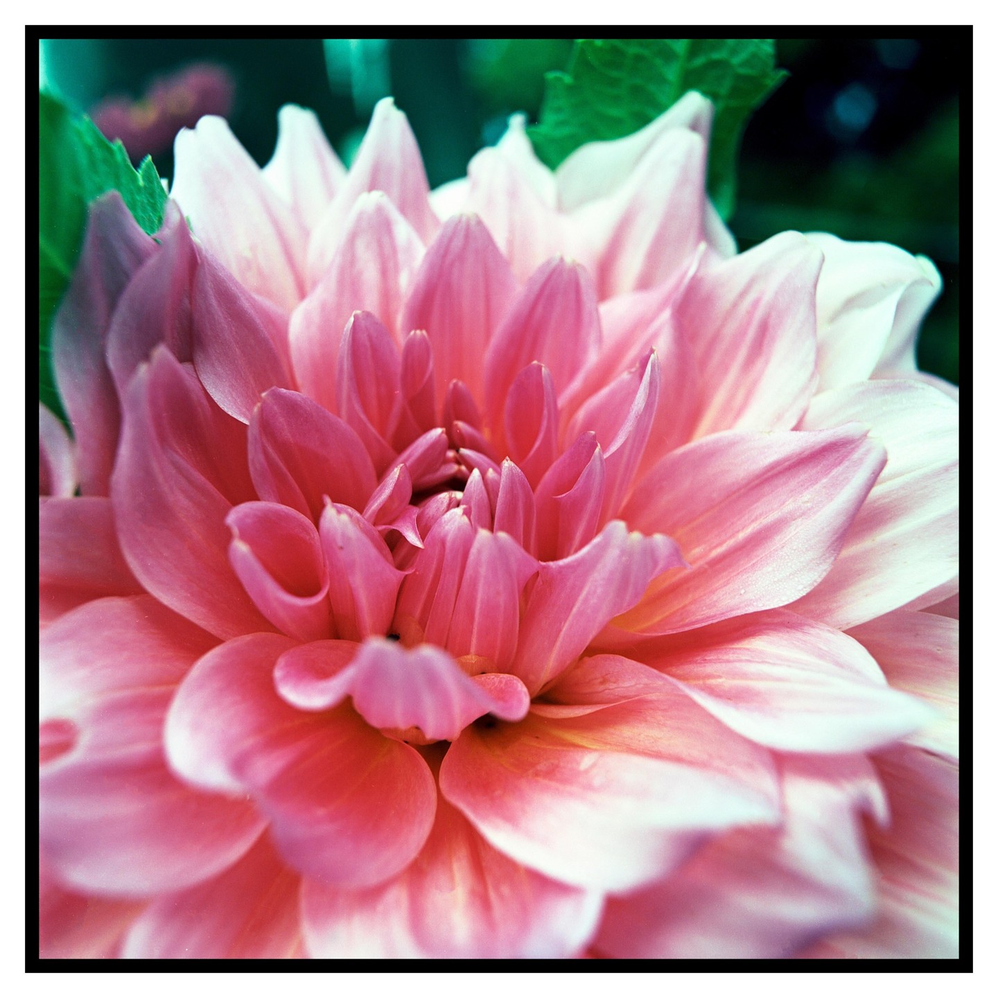A close-up shot shows the delicate petals of a pink dahlia.